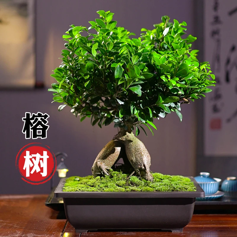 榕树盆栽室内客厅四季常青盆景净化空气观花植物吸甲醛绿植花卉
