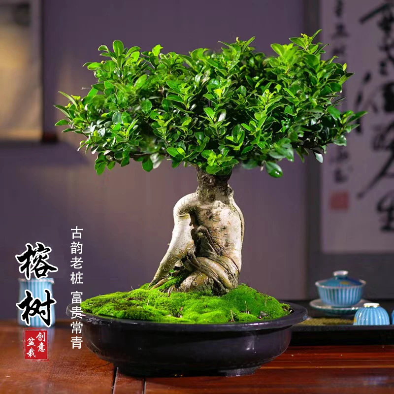 榕树盆栽室内客厅四季常青盆景净化空气观花植物吸甲醛绿植花卉