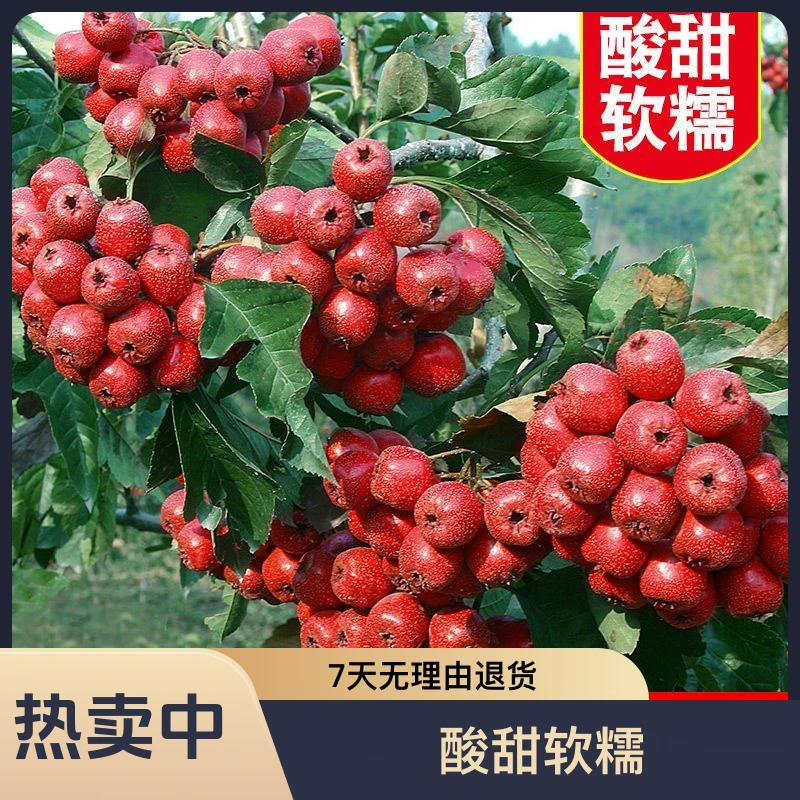新鲜山楂鲜果2024产地直发现摘现卖山西绛县山楂果