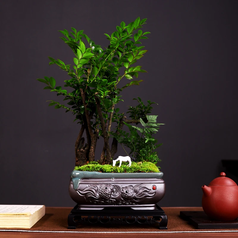 丛林小叶紫檀+中号如鱼得水+狼尾蕨青苔造景+小马驹+中长方底座