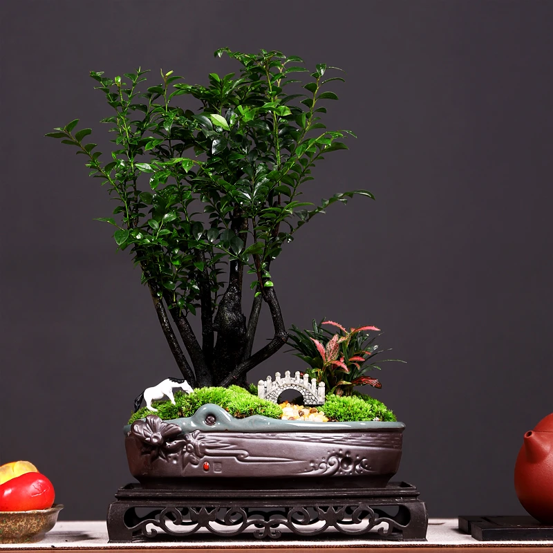 丛林小叶紫檀盆栽花卉植物造型绿植盆景室内客厅办公室桌面摆件