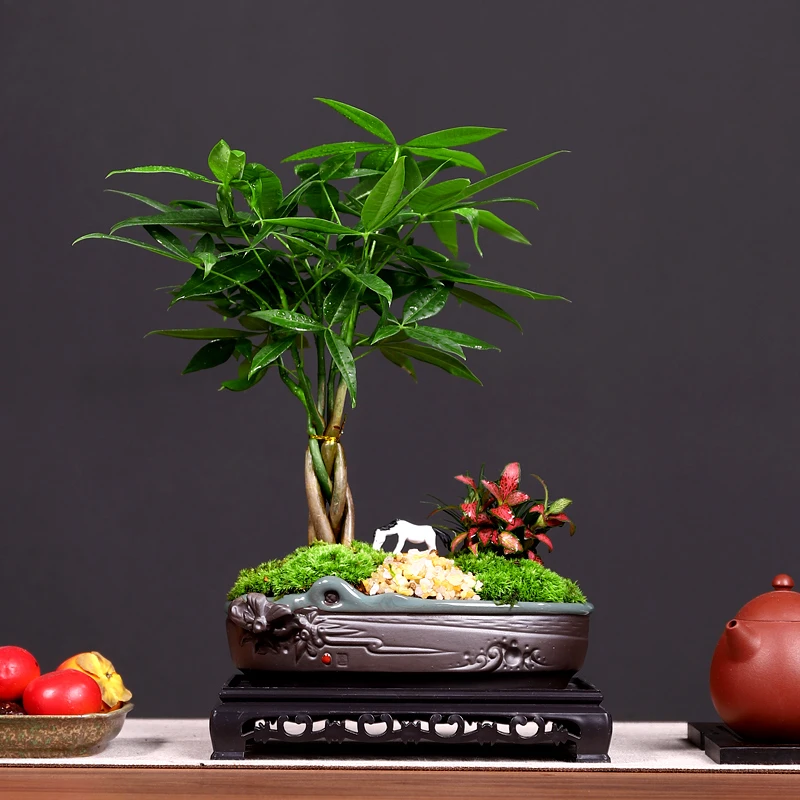 辫子发财树+中号松针浮雕A2724+玉龙草青苔造景+小马驹+长方底座