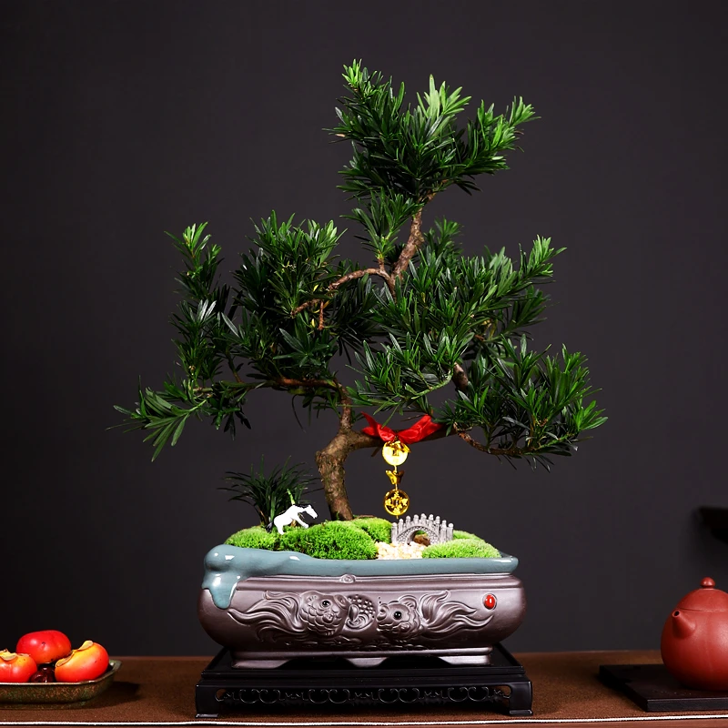 S型游龙罗汉松盆景大号如鱼得水青苔玉龙草造景小马驹拱桥带底座