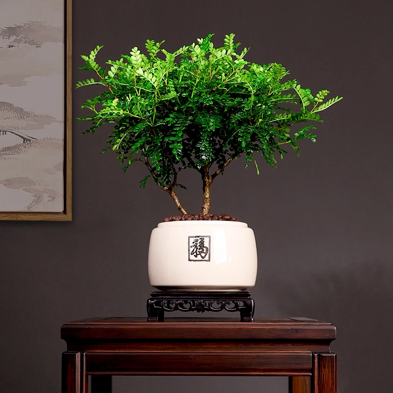 大胡椒清香木盆栽花卉客厅室内外驱蚊草植物树苗树桩盆景绿植摆件