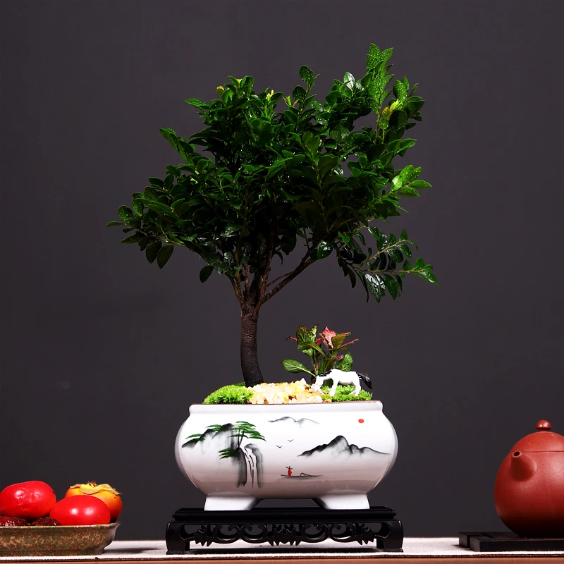 单杆小叶紫檀盆景绿植四方手绘观瀑盆栽青苔马驹造景盆栽底座摆件