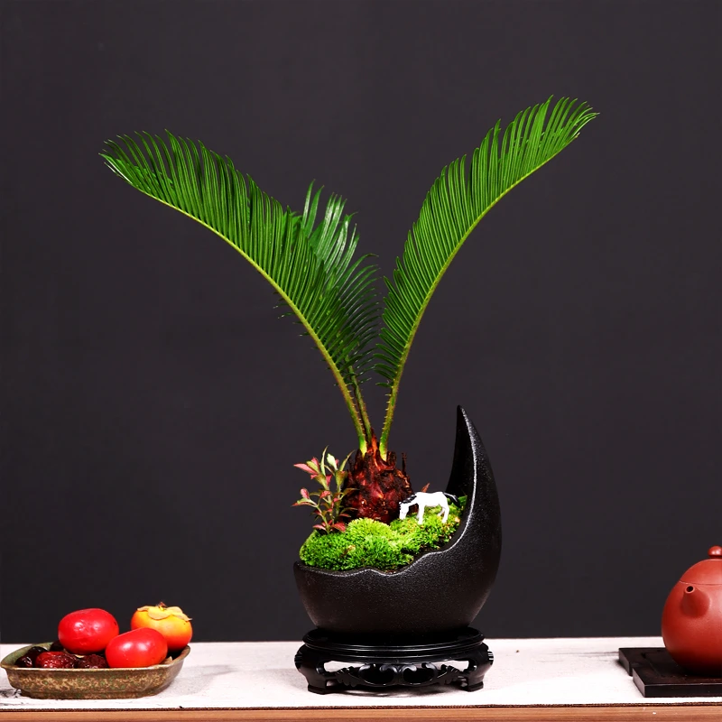 铁树+黑陶弯月盆A2710+青苔铺面+小马驹+大圆形底座