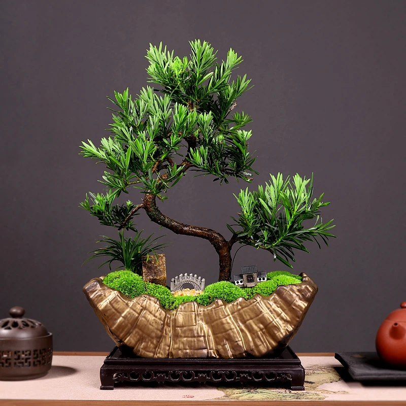 S型迎客罗汉松绿植盆栽办公室内桌面四季种花好养植物盆景带底座