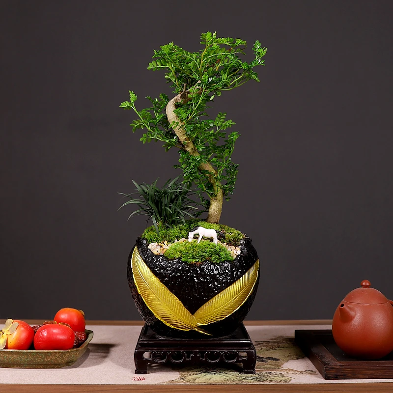 S型清香胡椒木+大圆金叶A2638+玉龙草青苔造景+小马驹+大四方底座