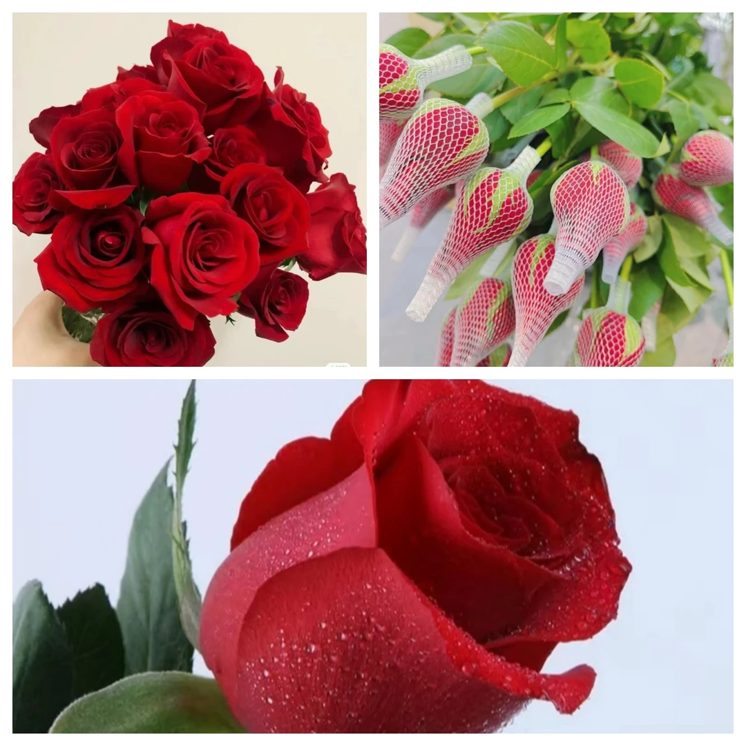 【强锅锅鲜花】婚庆卡罗拉玫瑰20支  昆明直发