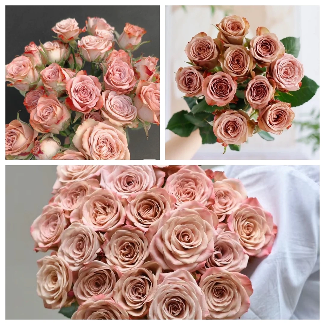 【强锅锅鲜花】卡布奇诺玫瑰20支  昆明直发