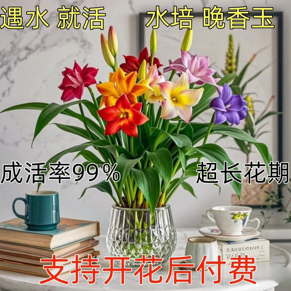 水培植物晚香玉种球盆栽四季开花浓香型室内外阳台多年生四季开花