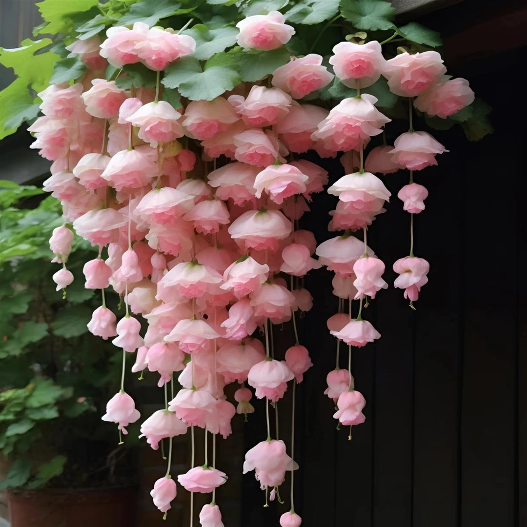 垂丝吊篮海棠驱蚊室内净化空气爬藤植物花苞懒人四季开花庭院花卉