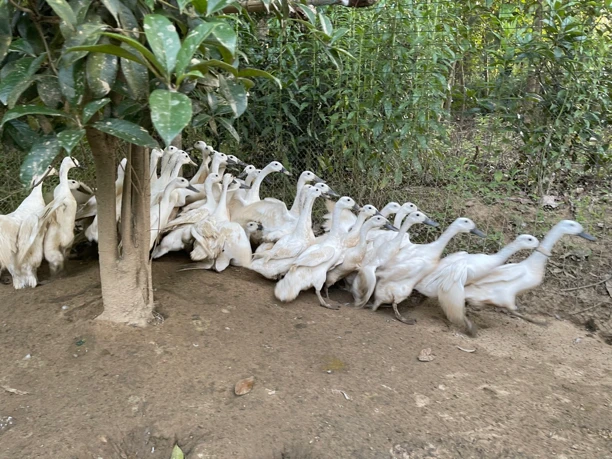 生态养殖黑嘴黑爪、羽毛纯白色白鹭鸭毛重2斤多礼盒包装