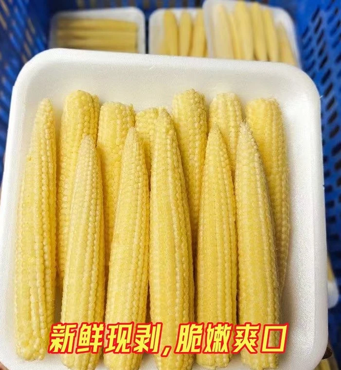 新鲜玉米笋心带皮迷你小玉米笋新鲜嫩玉米笋烧烤串串食用批发包邮