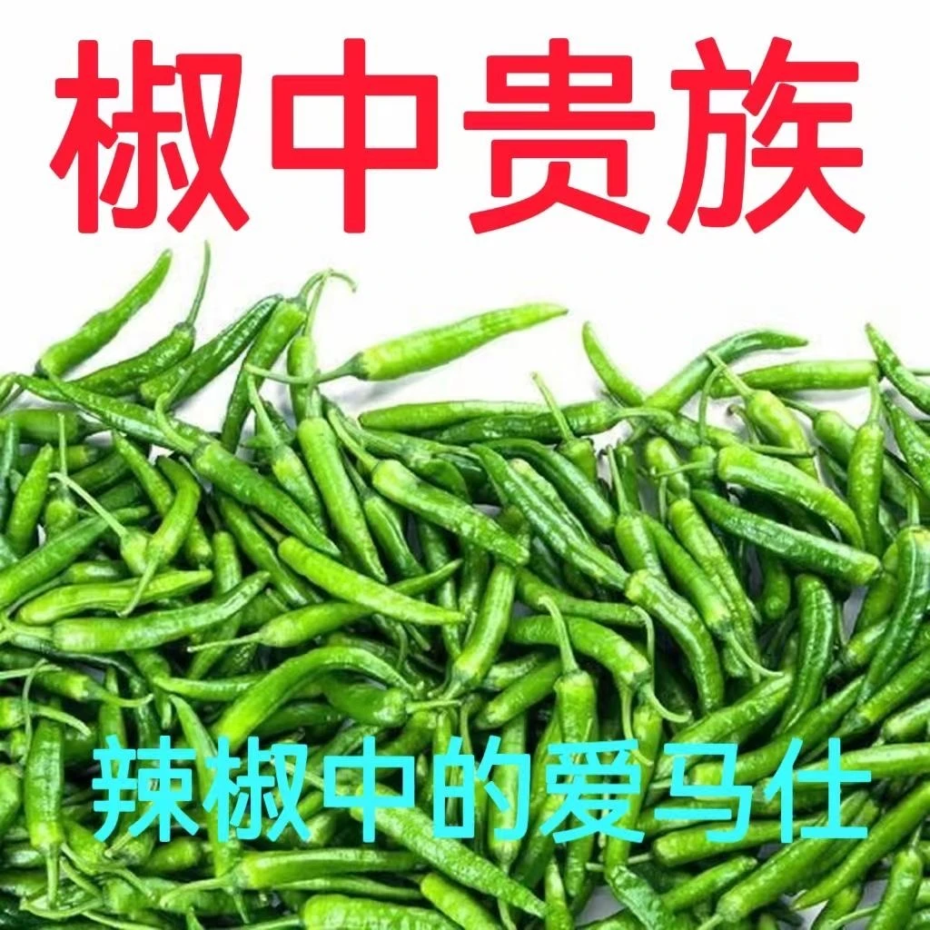 【极速发货】樟树椒爆炒美味微辣中辣新鲜薄皮辣椒现摘青椒产地直发