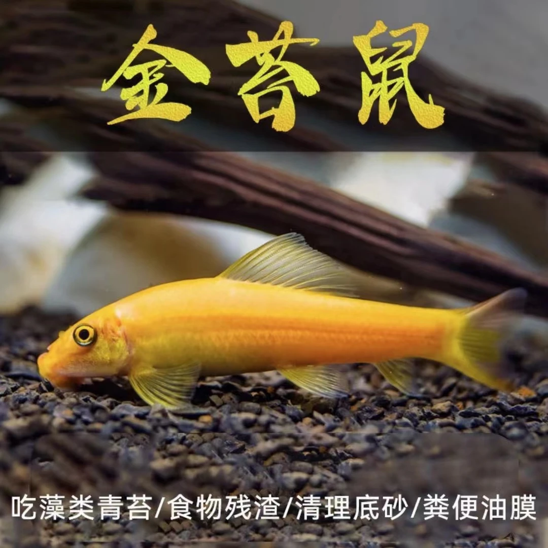 金苔鼠鱼（6-7公分）吃青苔翻砂小型淡水吃鱼屎清道夫工具鱼
