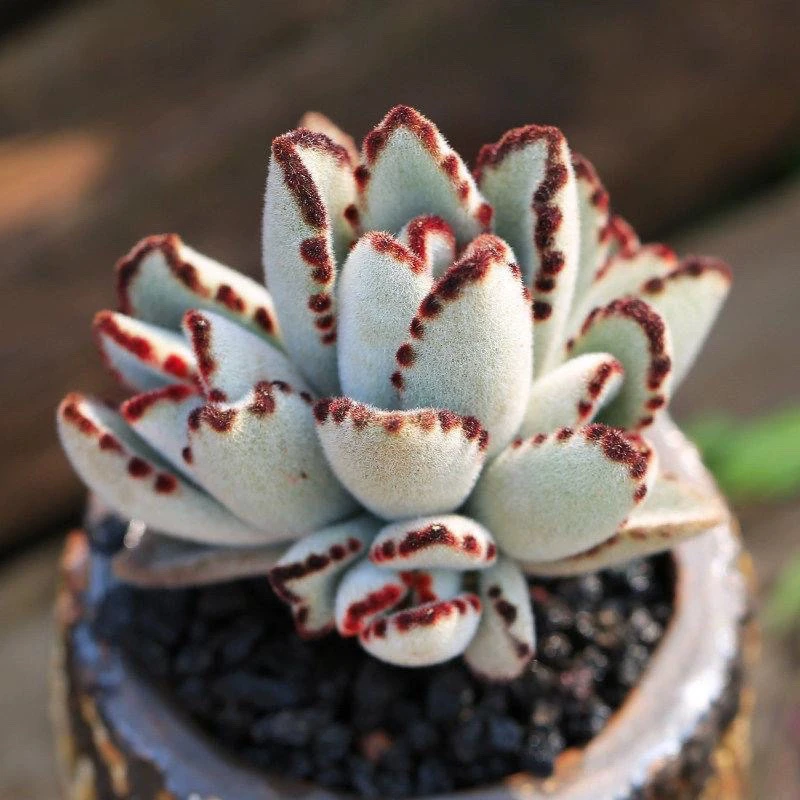 稀有大颗群生月兔耳多肉老桩室内观赏盆栽包邮