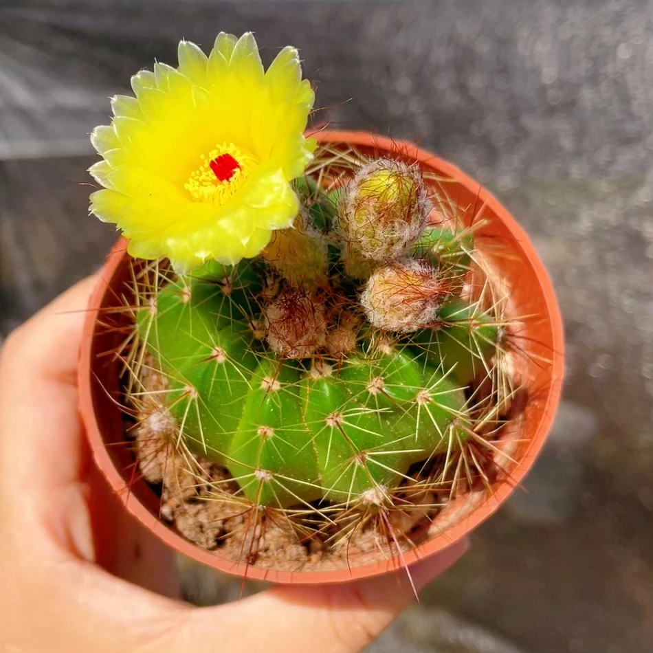 开花植物仙人球青王带花发货带刺仙人球