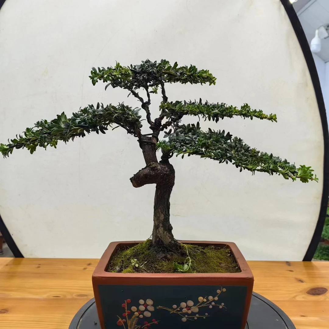罗汉松盆景黑松盆景巴斗松盆景南北方都能养直播