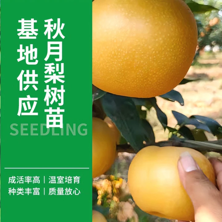 树界（秋月梨）果树苗 容器嫁接苗 大果梨树苗 香甜多汁脆甜可口