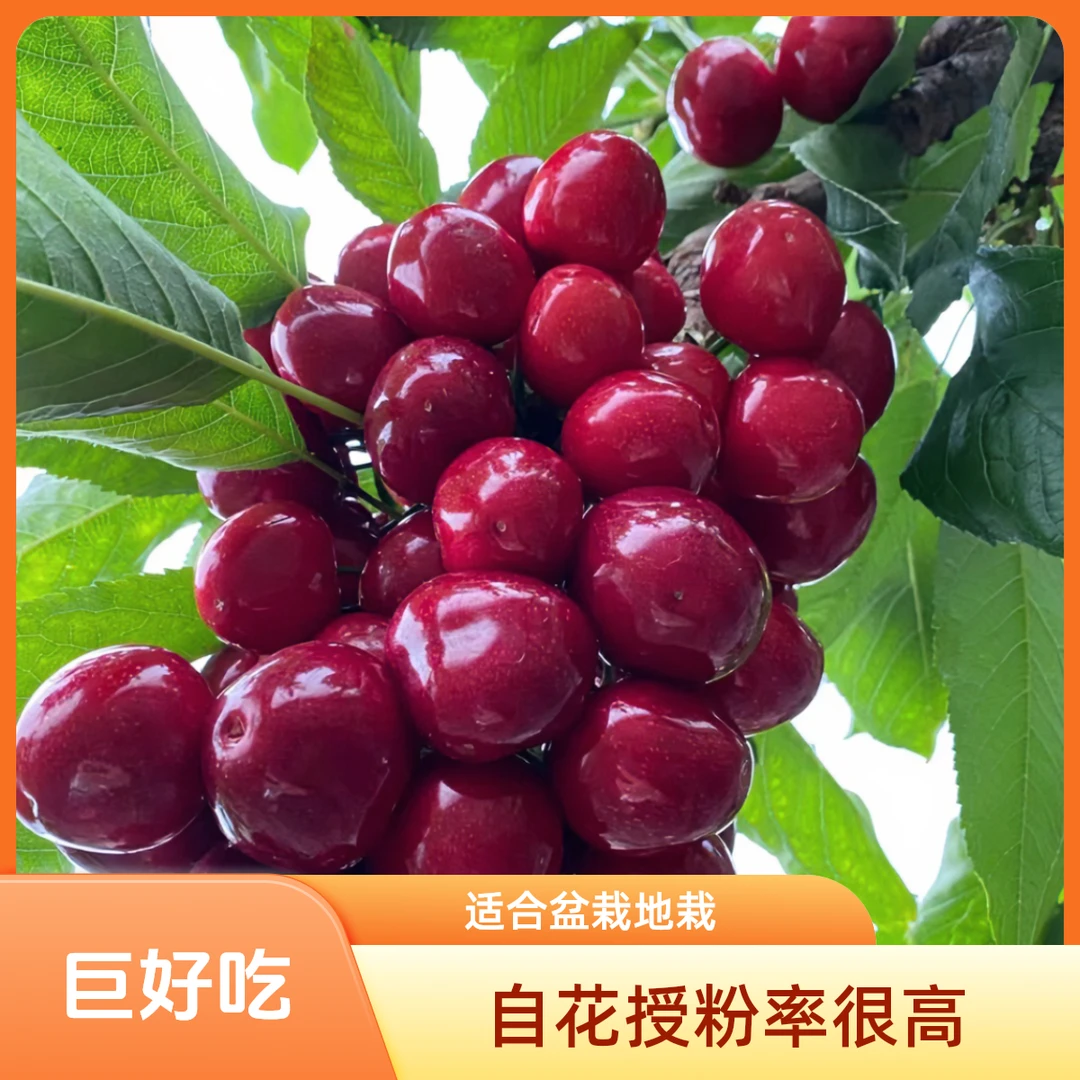 树界（车厘子）嫁接苗原土发货适宜盆栽地栽成活率高易种植生长快