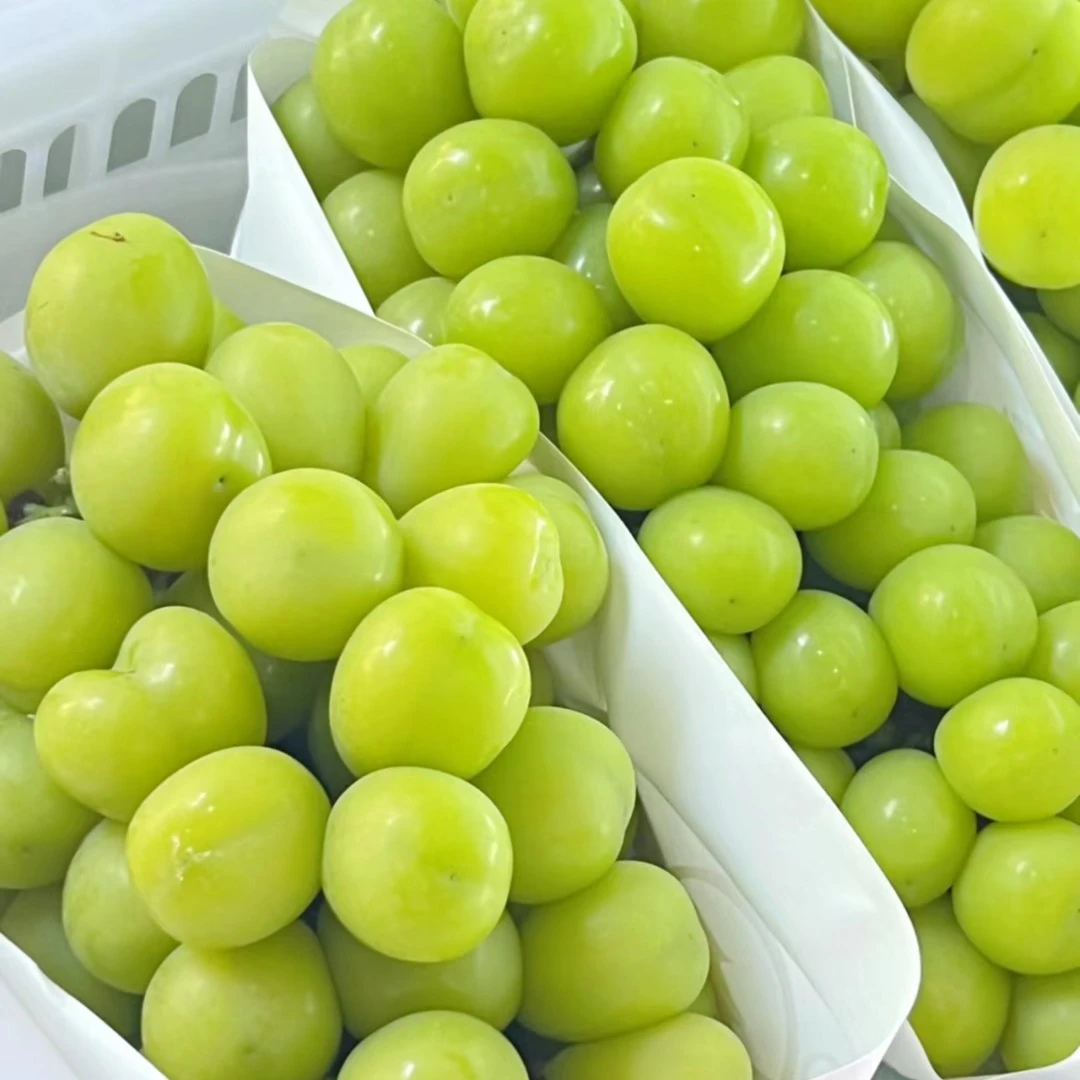 树界（阳光玫瑰葡萄）容器苗优质嫁接苗适合盆栽地栽庭院种植榴莲