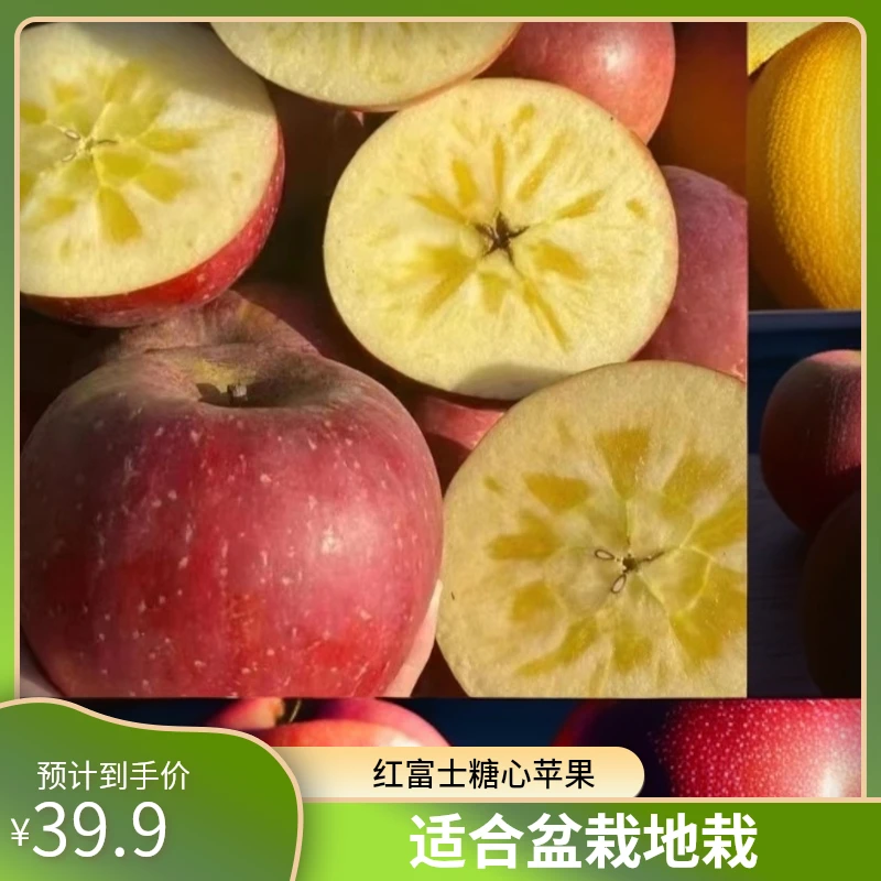 树界【红富士糖心苹果，红露早熟苹果】适合盆栽地栽庭院苹果树苗