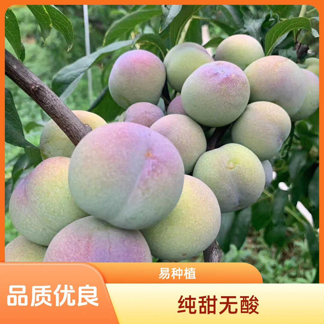 树界（半边红李苗）纯甜无酸成活率高原杯原土发货品质优良易种植