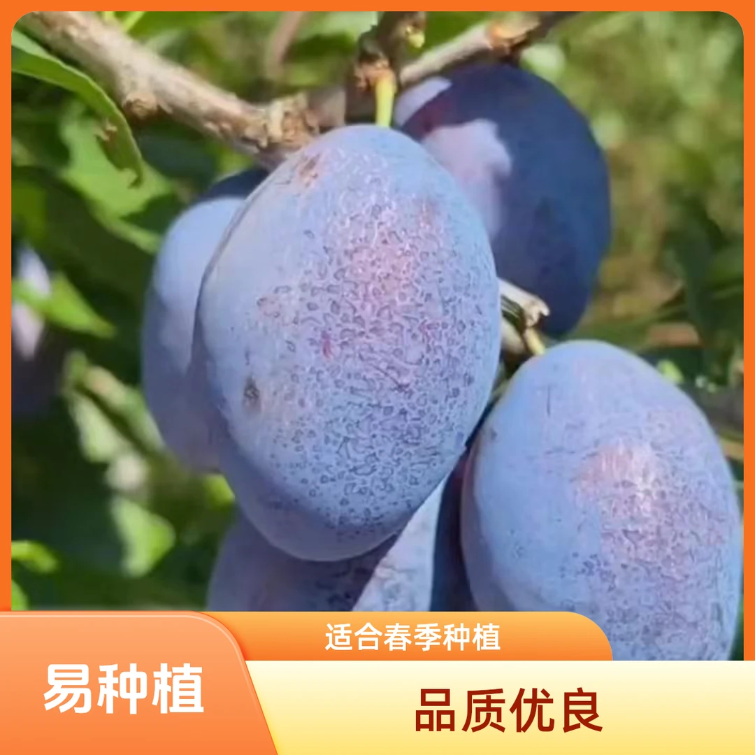 树界（西梅苗）纯甜无酸成活率高原杯原土发货品质优良易种植