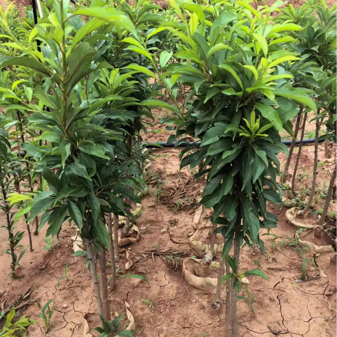 树界（精品盆栽果树苗）专属链接嫁接营养杯苗成活率高当年挂果