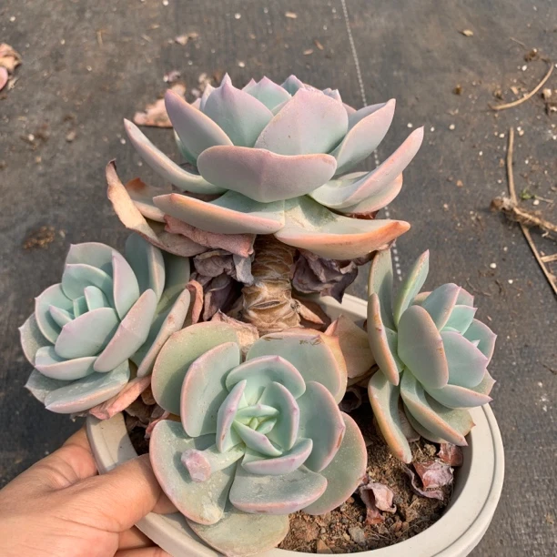 白凤血凤多肉植物老桩自然群无砍盆栽量拍