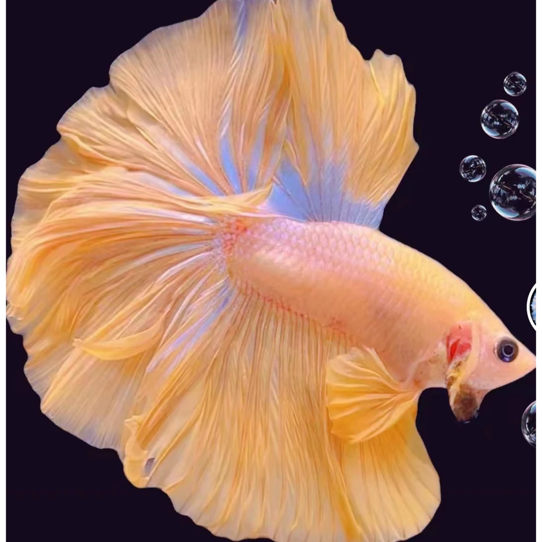 C5(97-120)泰国斗鱼热带鱼观赏鱼好养耐活（直播间选鱼）