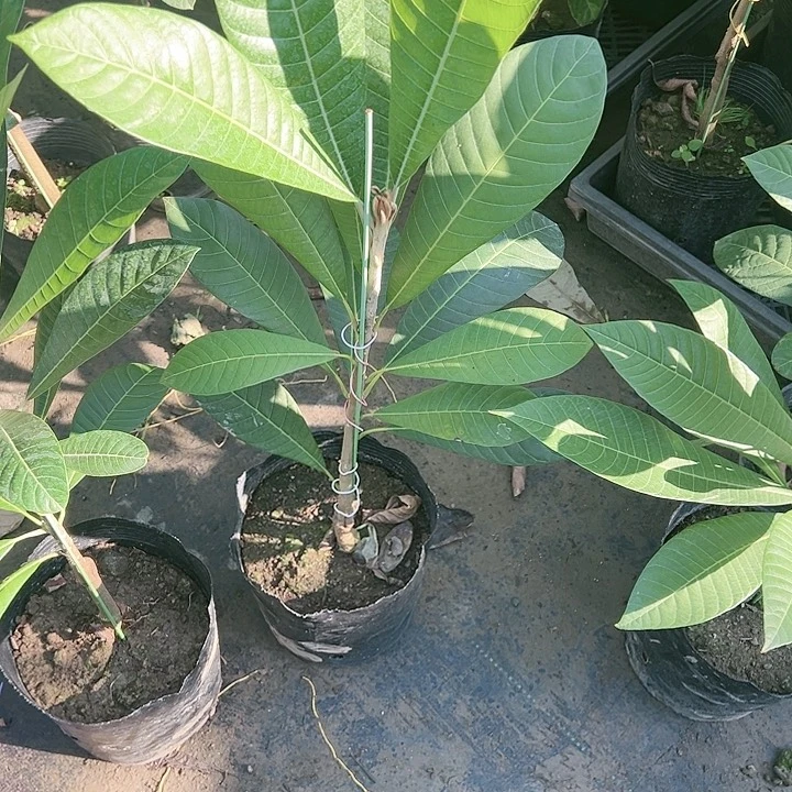 碎**两123444555555苗