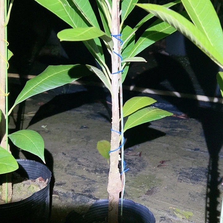 L**n妈咪果苗w t uiu eru