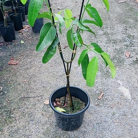 独**江1334566788888