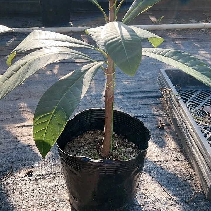 富****)134568899990