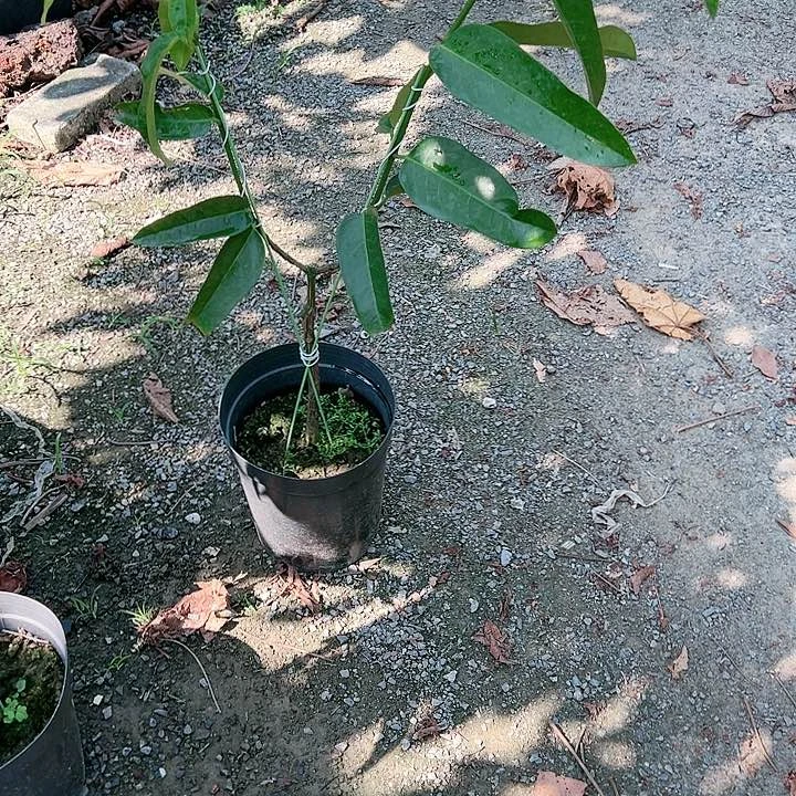 用****5123333334333