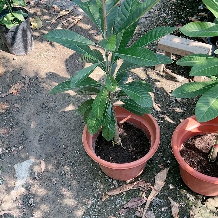 梦***膀11234444445444444苗