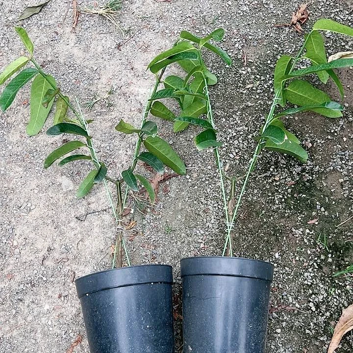 用****723445566677899