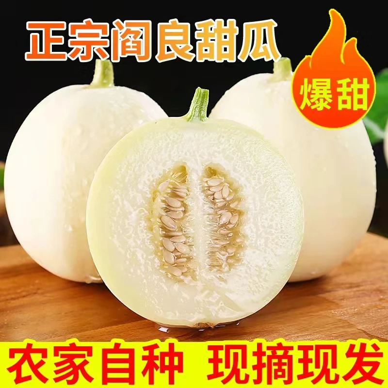 陕西阎良甜瓜新鲜应季水果现摘现发超甜冰糖瓜小香瓜整箱包邮