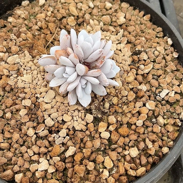 多肉植物雪莲多肉寄养