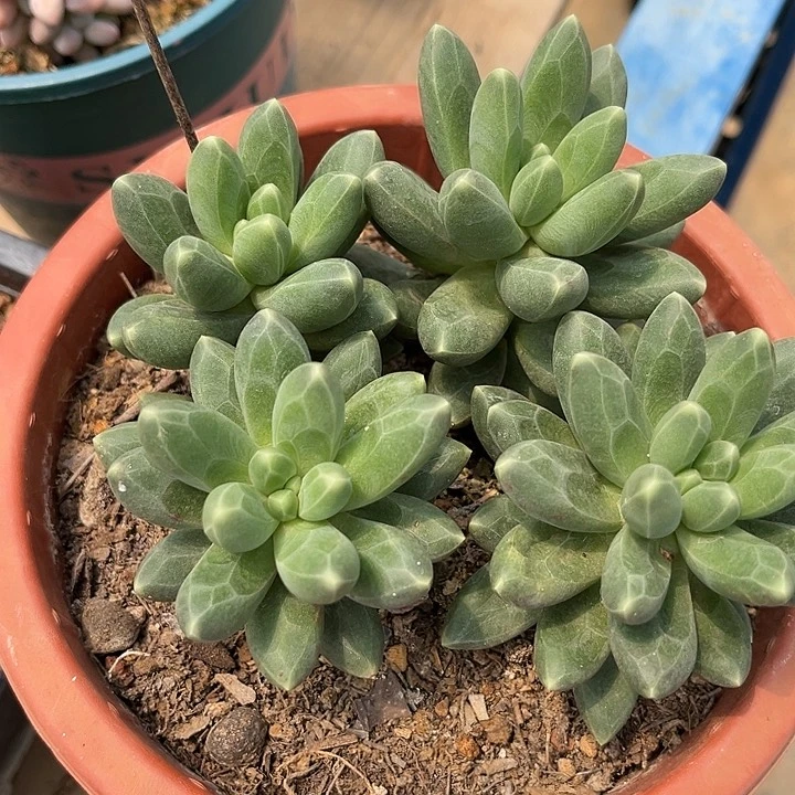 多肉植物多肉植物