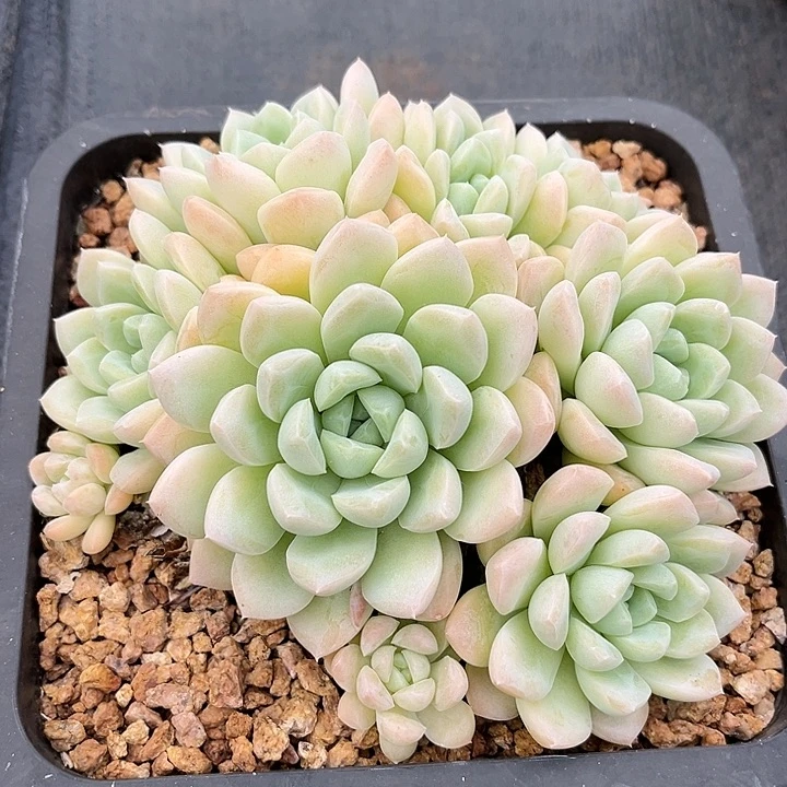 多肉植物多肉植物寄养