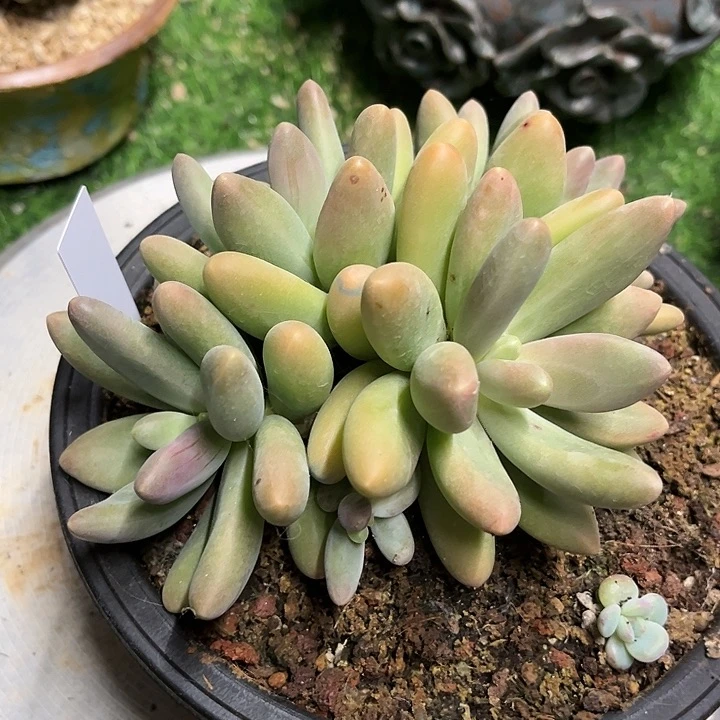 多肉植物多肉植物