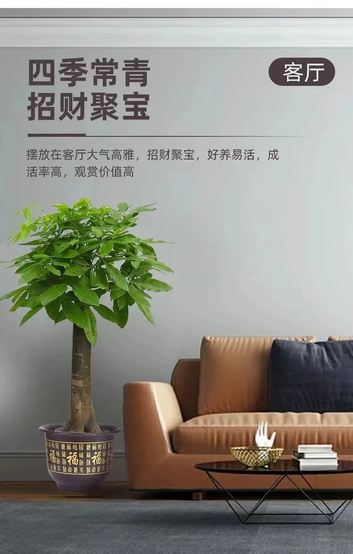 福盆发财树大棵客厅大盆栽大型绿植室内办公室吸甲醛乔迁开业送礼