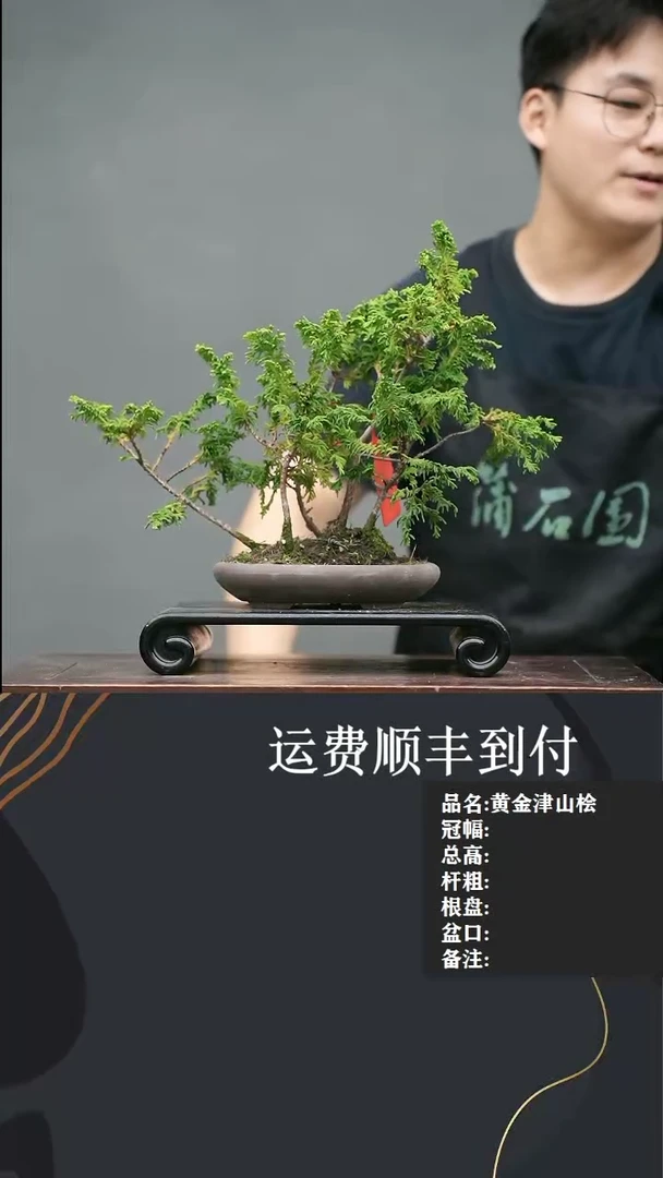 【闪购商品】11   津山桧