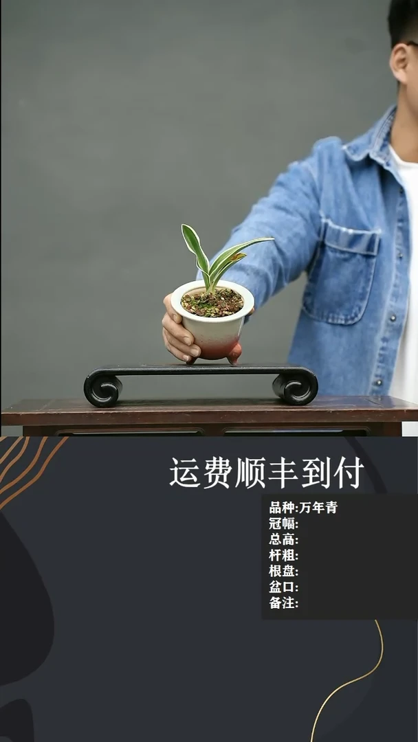 【闪购商品】22  万年青