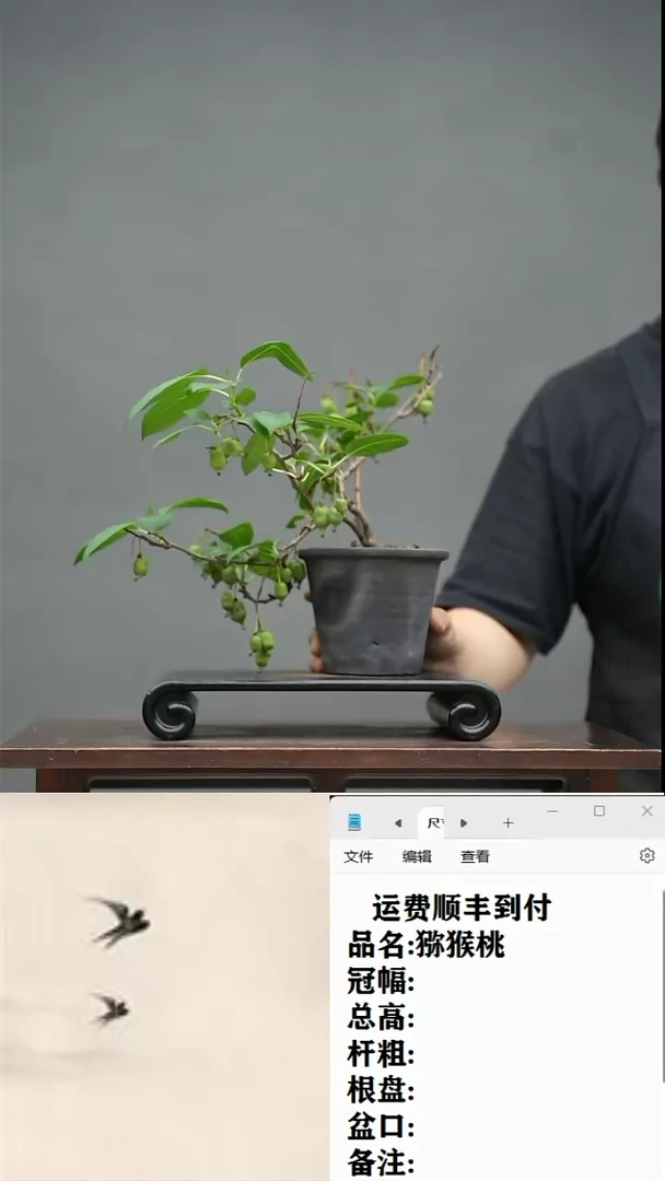 【闪购商品】41 猕猴桃
