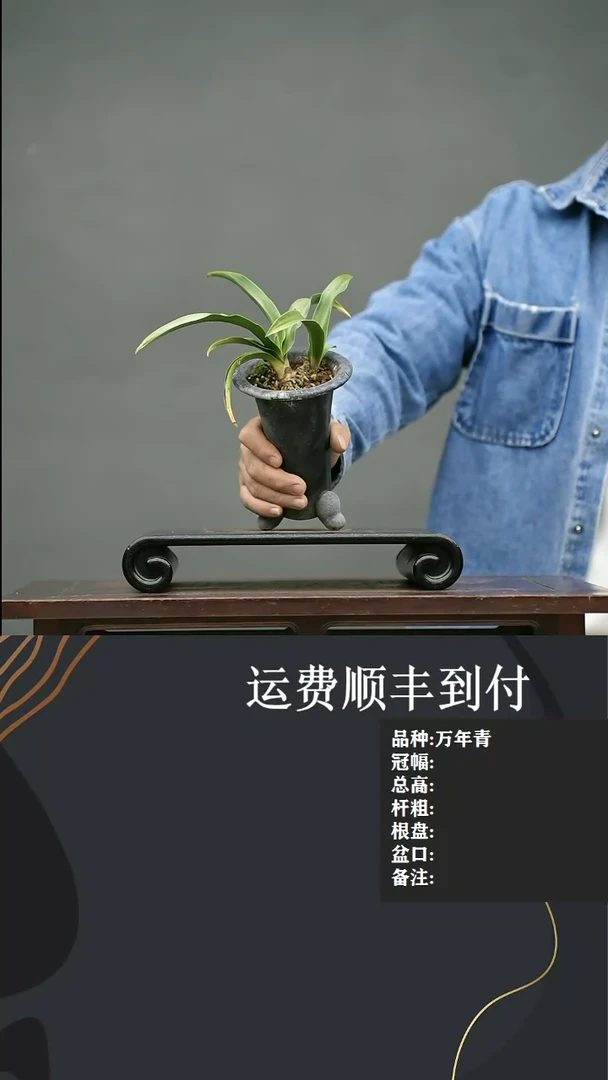 【闪购商品】24  万年青