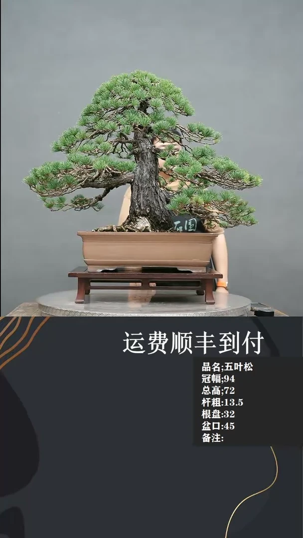 【闪购商品】4   五叶松